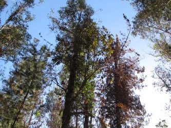 Corredores biológicos para Ñuble: El proyecto UC que busca expandir el bosque nativo junto a cuatro liceos agrícolas