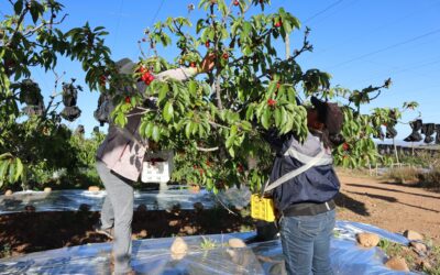 Lanzan el primer portal de empleo exclusivo para el mundo agrícola