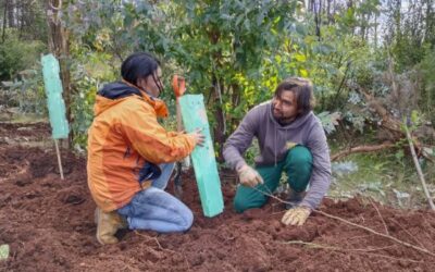 Con más de 200 árboles nativos restauran terrenos en sectores de Quillón y Ninhue